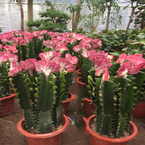 五指山仙人掌玉麒麟麒麟掌彩春风五指山多肉植物仙人掌花卉绿植彩春峰