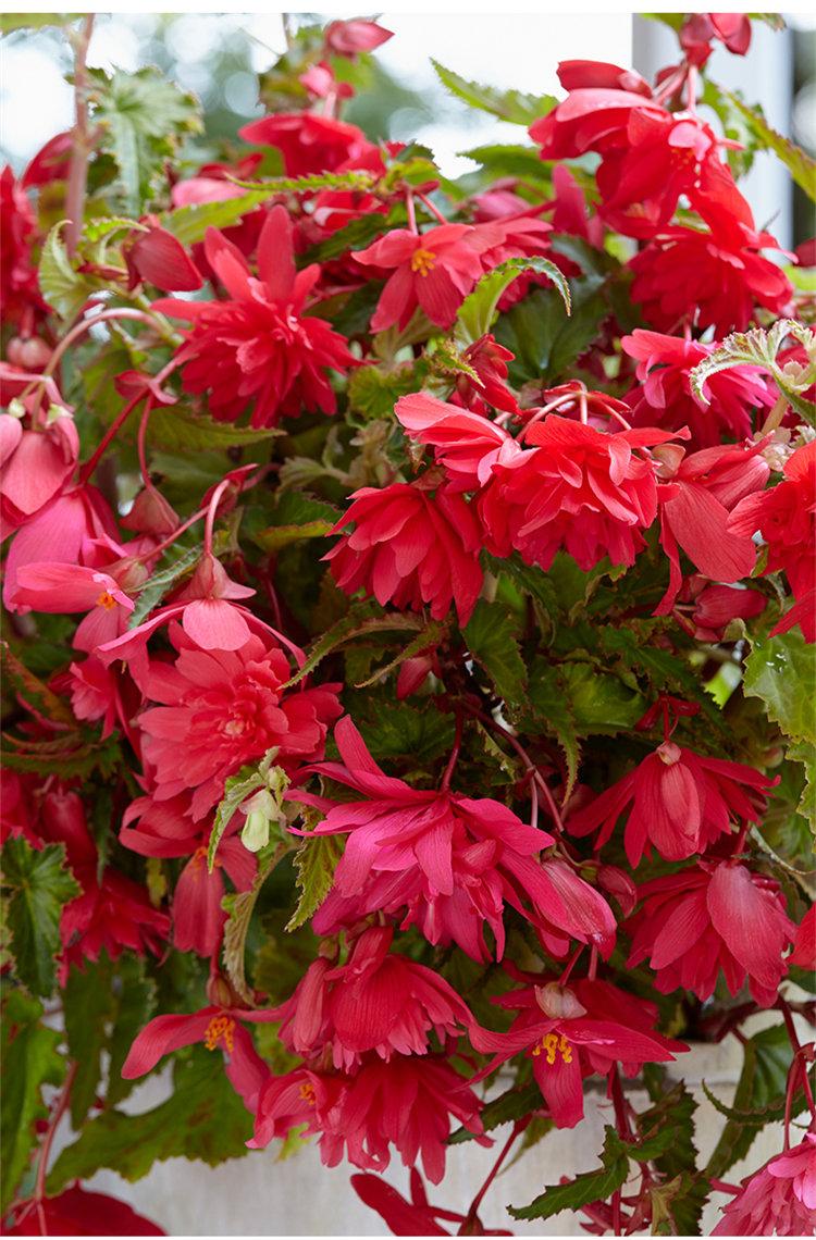 嘉瑰进口球根海棠种球夫妻海棠花庭院阳台多年生球根花卉 山茶富贵 花