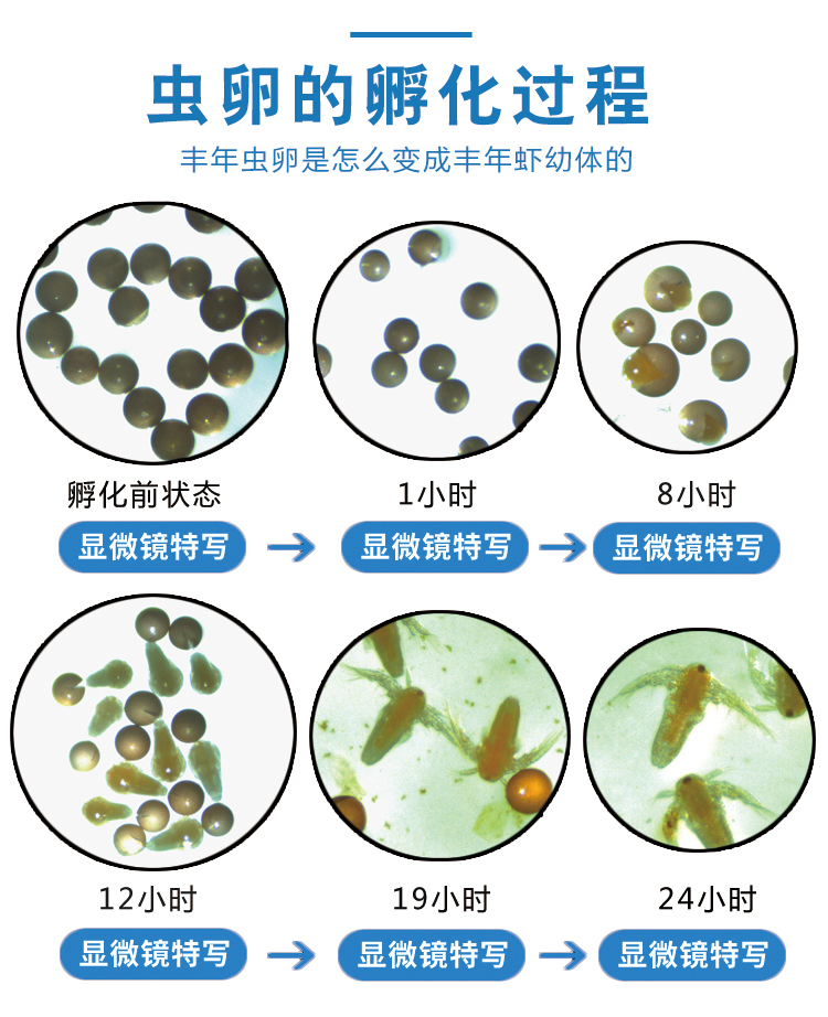 丰年虾卵新卵可孵化丰年虾卵孵化率大红西藏丰年虾卵,大红卵鱼粮鱼