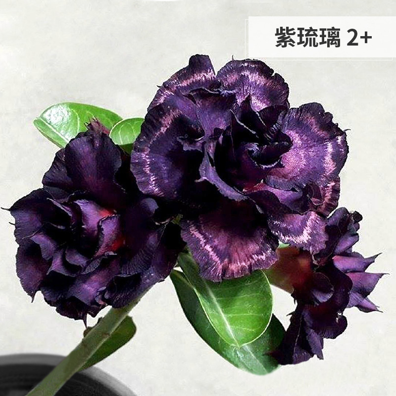芊阙定制沙漠玫瑰 重瓣沙漠玫瑰 四季开花嫁接老桩绿植花卉盆栽