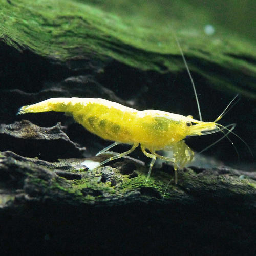 工匠头包活80只精品金背虾黄金米虾德系宽背观赏虾淡水冷水黑壳虾精品