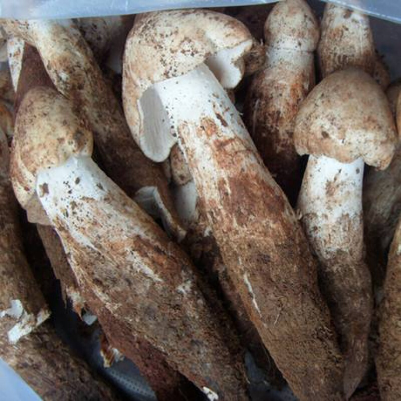 现货菌新鲜独鸡枞大鸡枞菌500g食用两份火把牛肝菌大鸡枞独自生长的