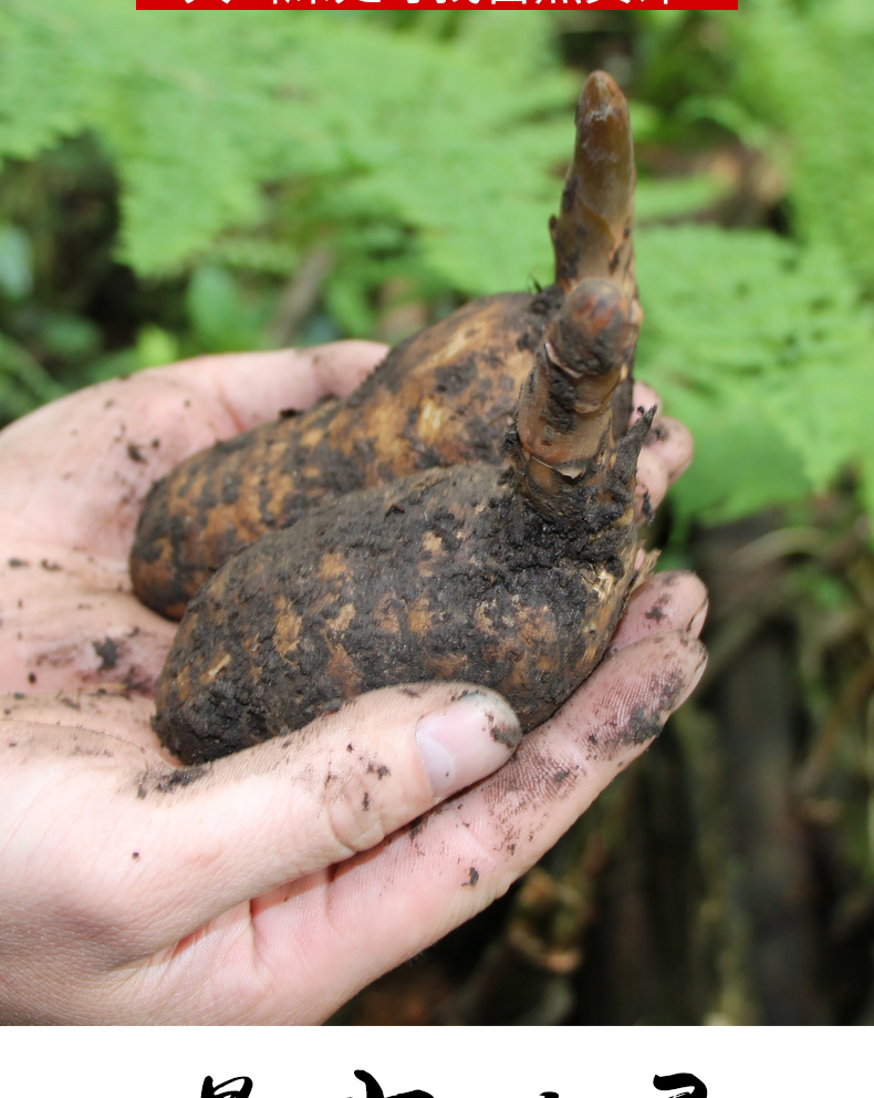 同仁堂天麻野生特级云南昭通500g天然中药小草坝非新鲜天麻干货粉丸