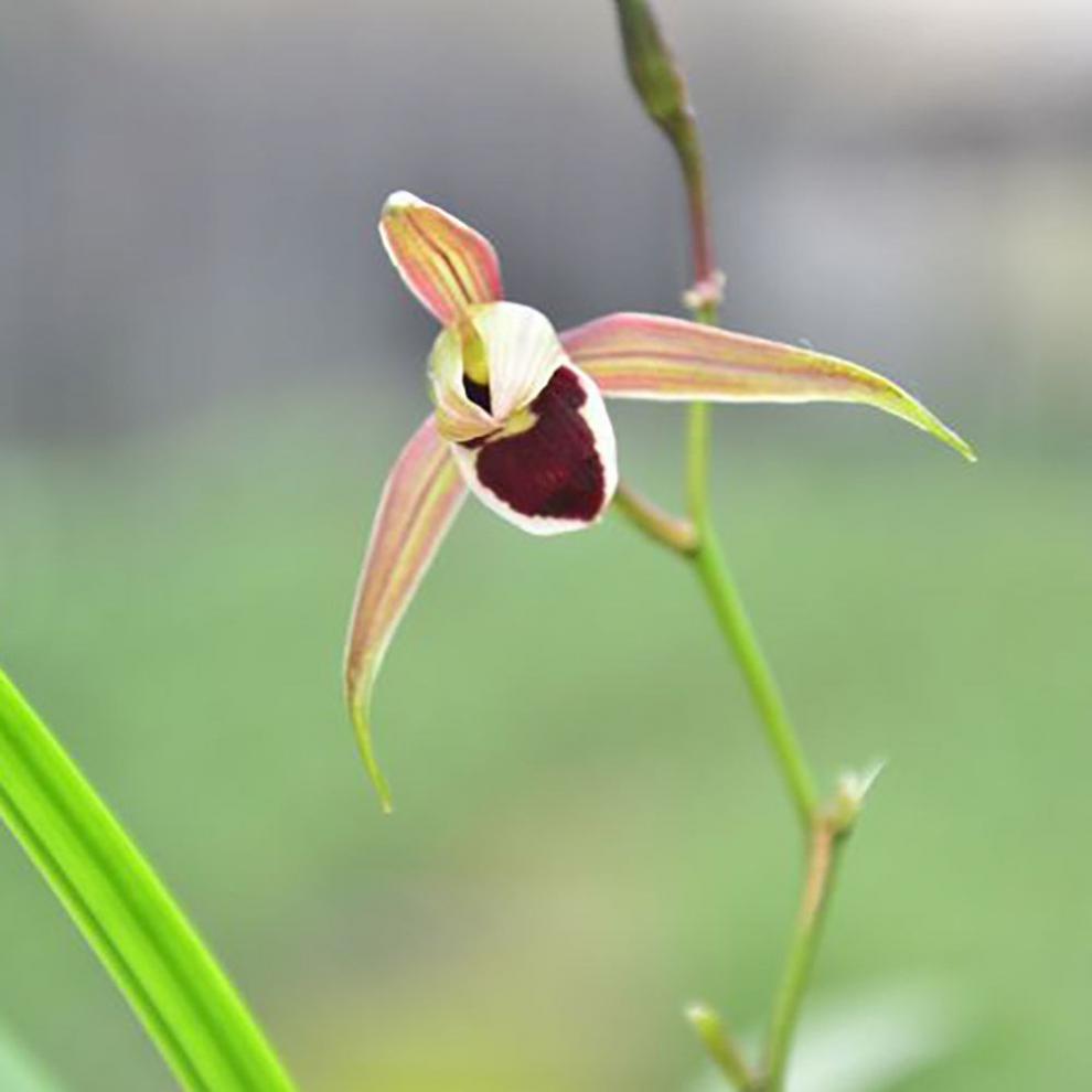 浓香细叶寒兰熟草 兰花苗 冬天开花 室内阳台客厅 寒兰红水仙2苗连体