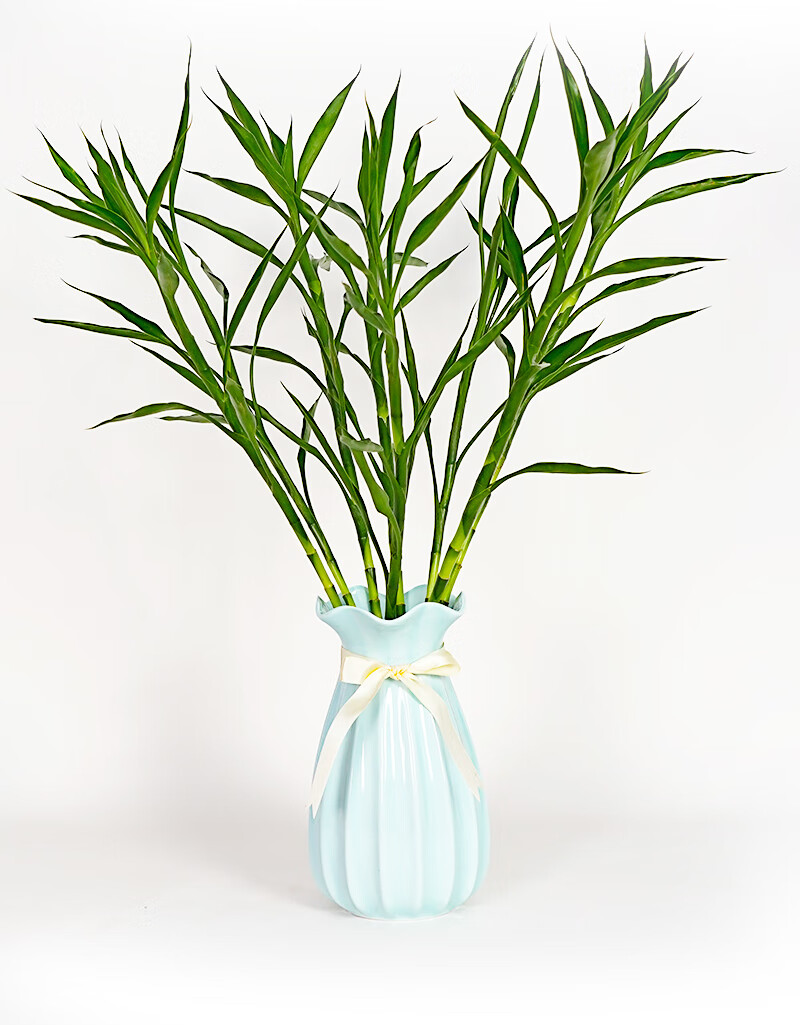 文昌竹带根荷花竹观音竹富贵竹室内玄关四季常青水培净化空气植物 带