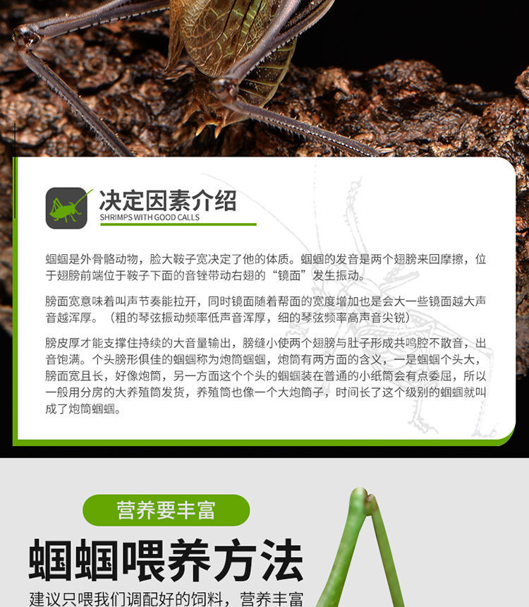 蝈蝈活新脱鸣虫夏蝈蝈超大活体大肚子野生叫蝈蝈铁蝈蝈绿蝈蝈宠物