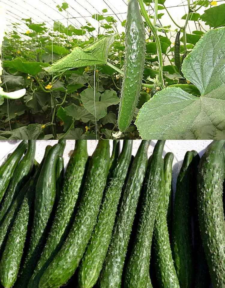 现摘应季新鲜蔬菜湖南农家当季带刺水果黄瓜生吃绿青瓜批发 现摘5斤装