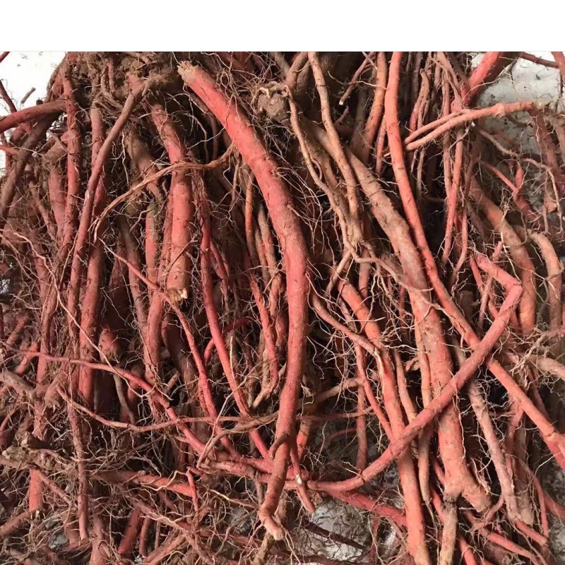 伟博 新鲜野生丹参新货现挖湿丹参紫花赤参整条血参根茶·** 1斤鲜