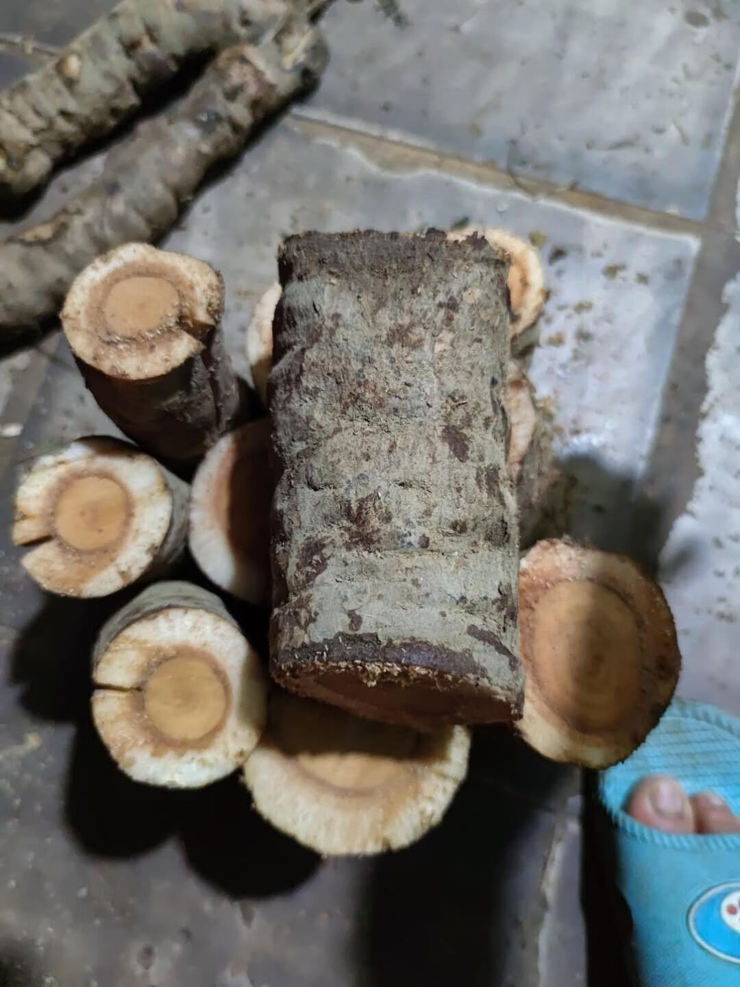 散结猫尾薯猫尾木树猫尾树根新鲜500克【图片 价格 品牌 报价】-京东