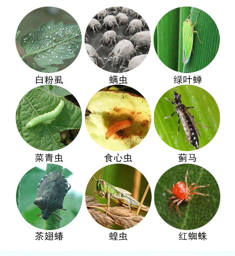 树木害虫名称及图片图片