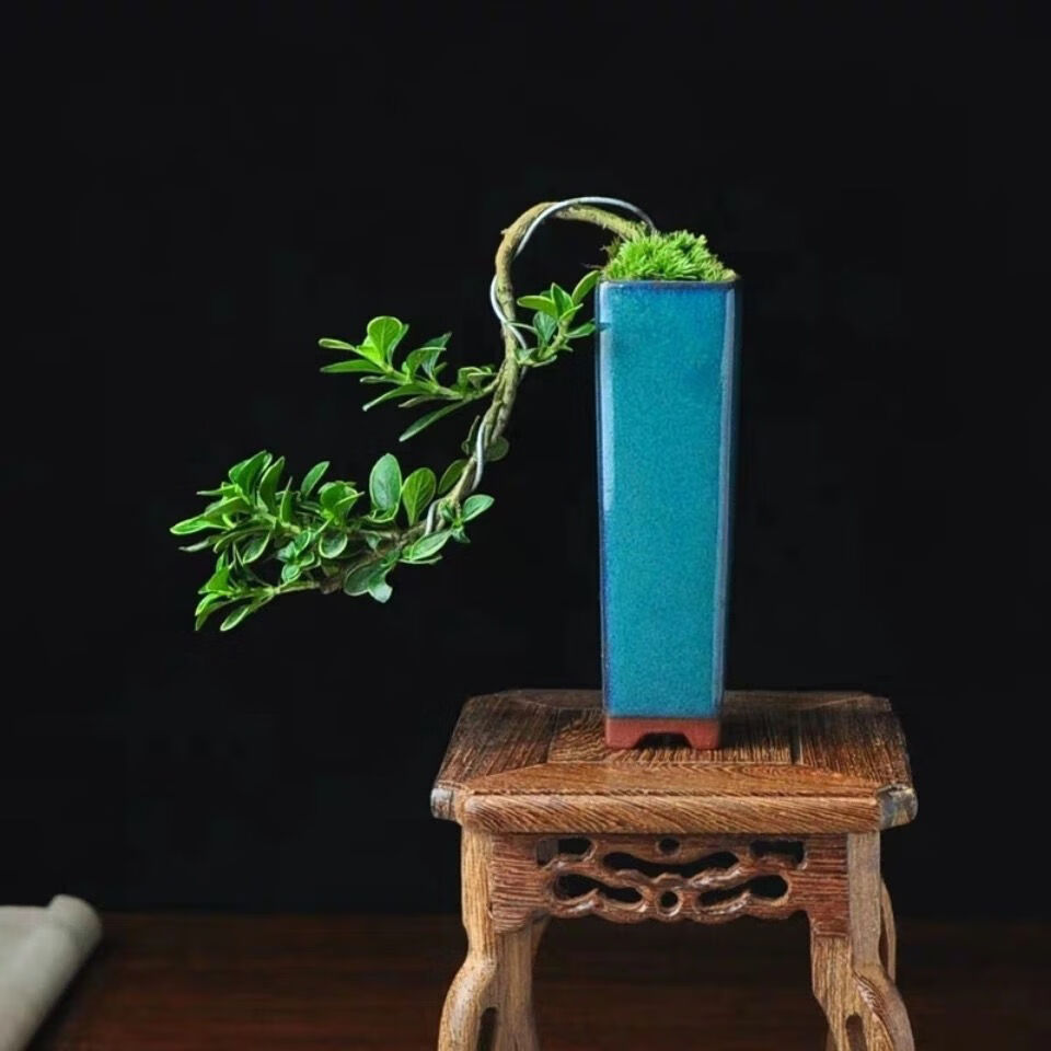 悬崖六月雪提根小盆栽净化空气甲醛绿植桌面办公室造景植物盆栽六月雪