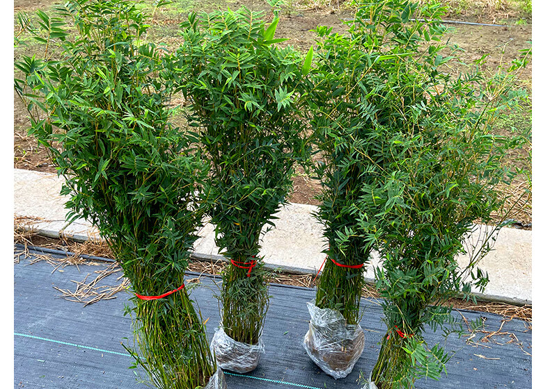 丛生竹子凤尾竹米竹室内盆栽庭院植物盆景室内阳台四季常青竹子苗