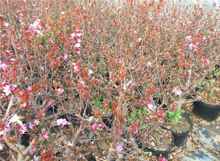 北美海棠樹苗盆景貴人果北美海棠 紅花白花盆景苗 海棠東紅果矮樁盆景