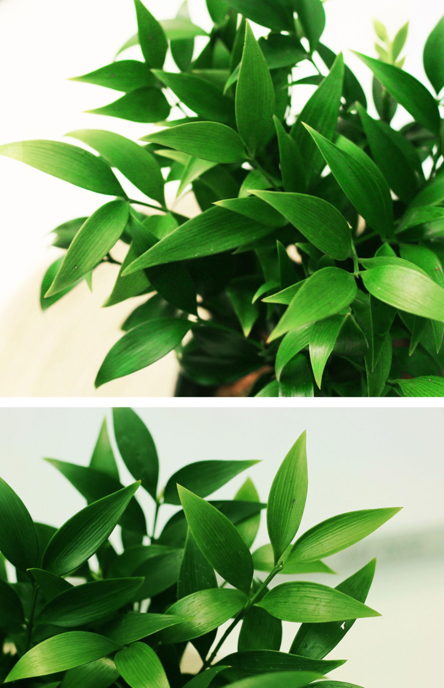 竹柏盆栽办公室内驱蚊植物玻璃水培平安竹四季常青好养小绿植透明圆球