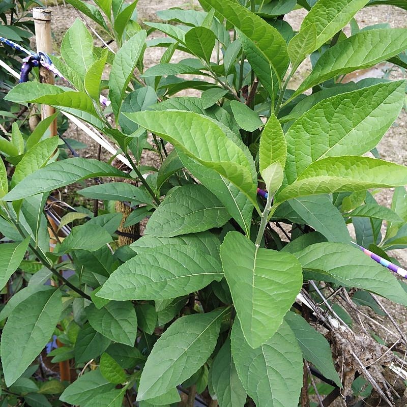 南非叶树苗带土发货阳台庭院植物将军叶南非叶树苗南非叶草药苗种植