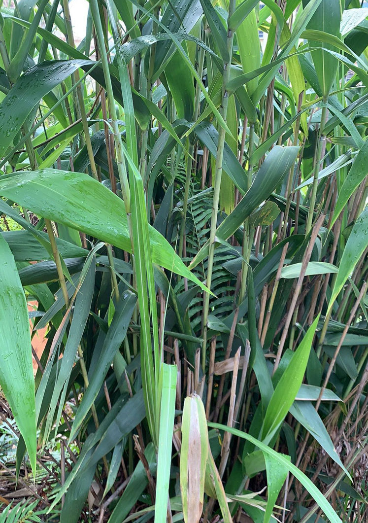 【精选s级】广东新鲜粽子叶野生芒叶四季叶子现摘 绳 新鲜现摘芒粽叶