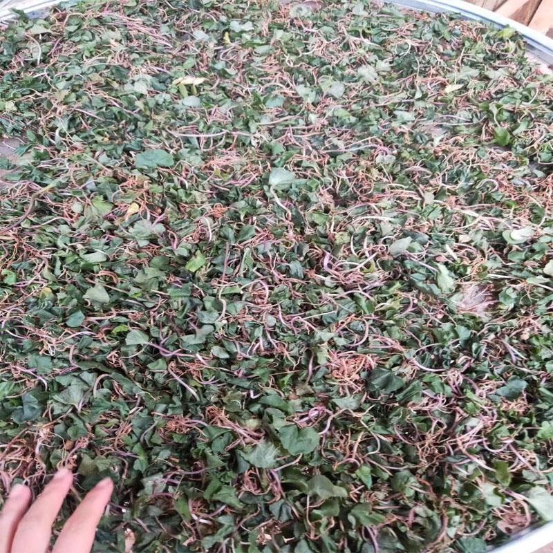 亏本卖3天青天葵500g中药材野生独脚天揆珍珠叶半边伞坠千斤新款九九