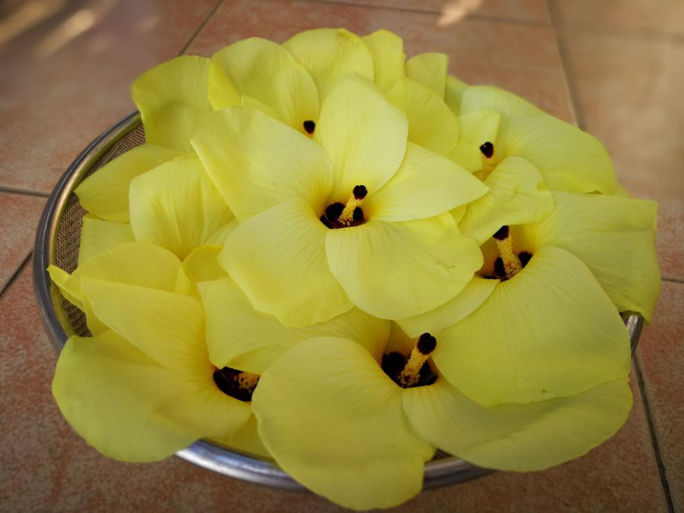 金花葵种子菜芙蓉无限开花观赏观光农业花卉产业野芙蓉黄蜀葵种籽杭情