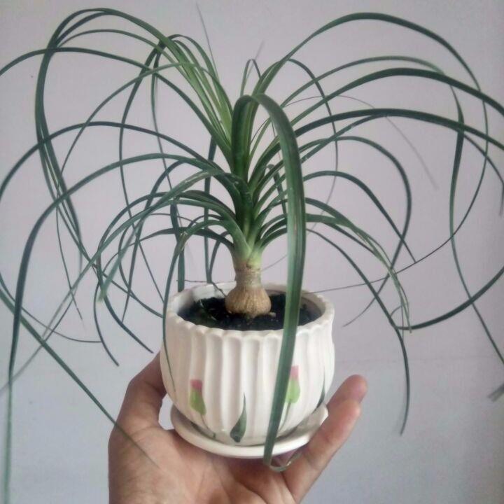 精品酒瓶兰盆栽象腿树室内盆景花卉四季常青 3-4厘米 不含盆【图片