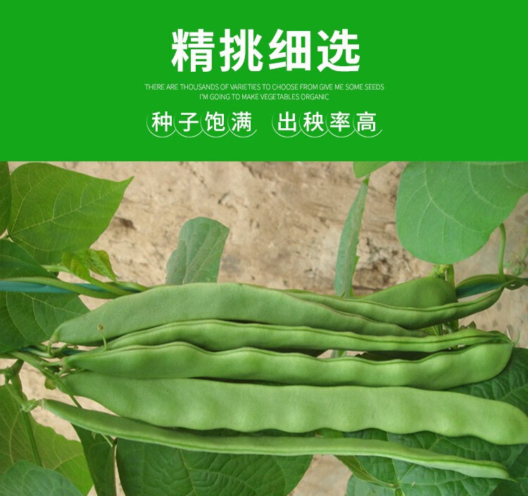 種子寬莢基地用四季豆種籽芸豆扁刀豆菜豆扁豆角籽500克vip價格75折