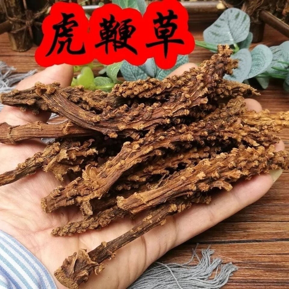 虎鞭植物图片