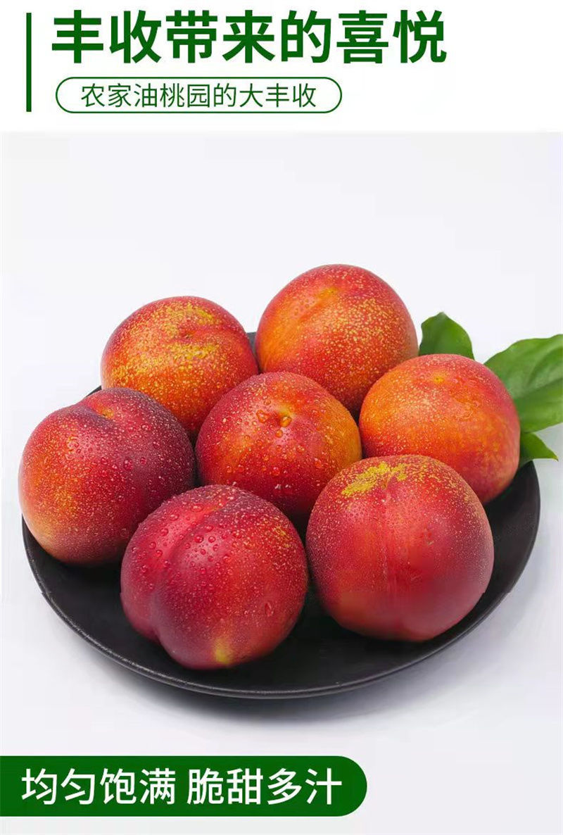 早熟油桃品种介绍图片