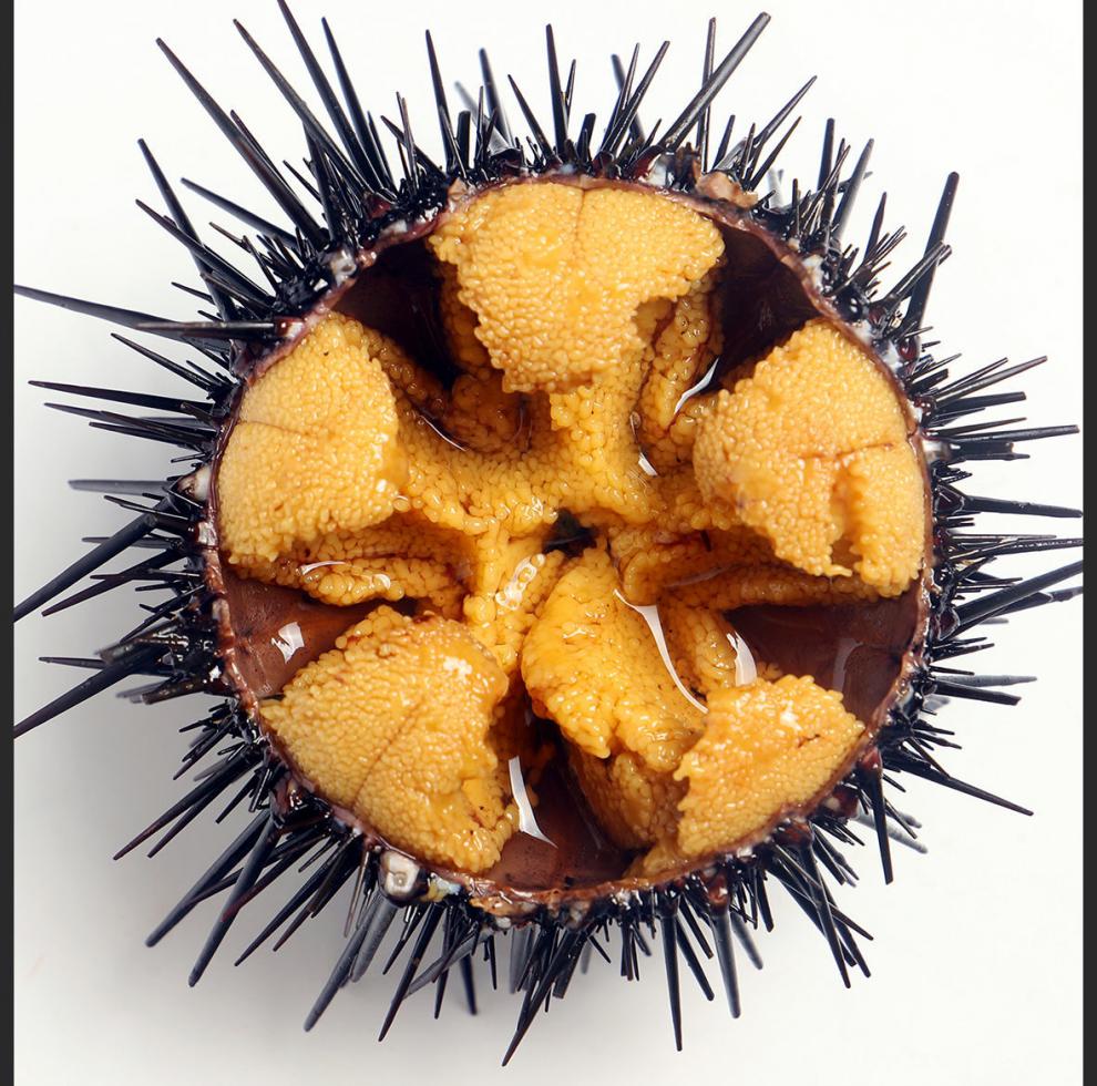 紫海胆新鲜马粪海胆鲜活黄胆刺锅即食刺身水产生鲜 安德兰 3斤家庭装