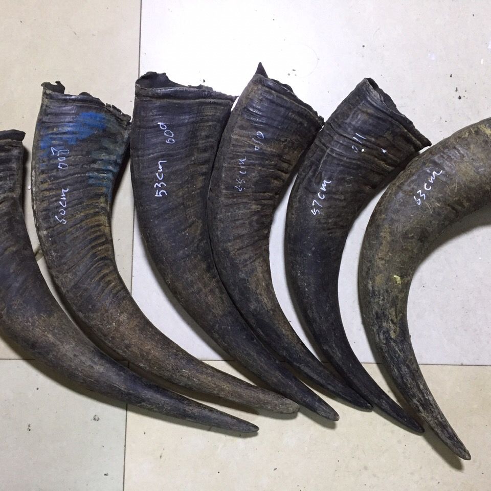 天然水牛角号角原角整角材料 角号制作 道教道士法号师公号角法器0