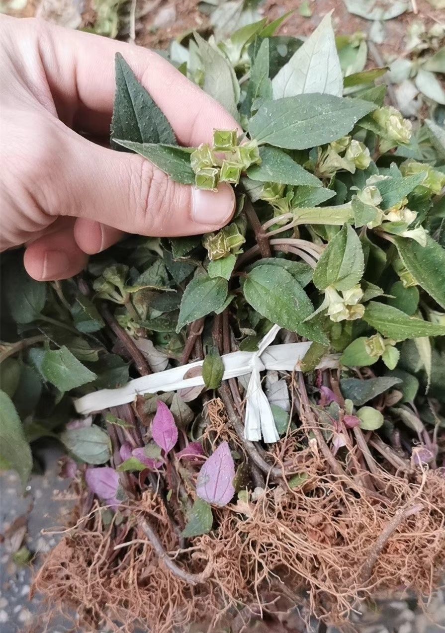 野生风谷草新鲜风柜斗草干品风鼓草正宗风骨草槠头草草 250g【图片