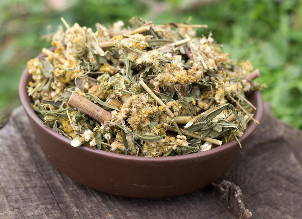 一枝黄花野生农家一支黄花新鲜采收草药老虎尿中药材干贵州