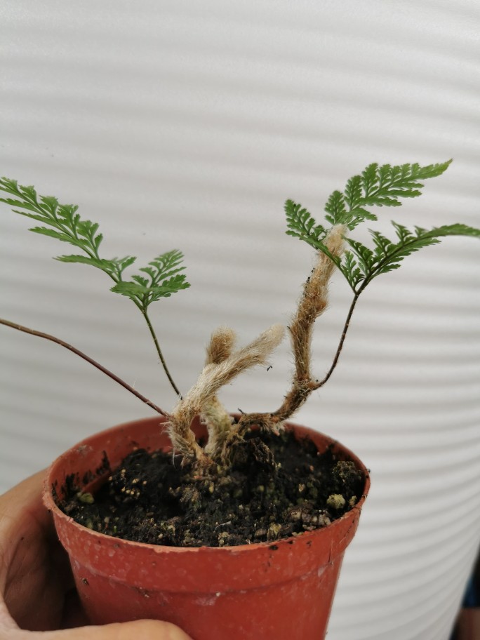 微型狼尾蕨盆栽水族缸雨淋景观植物虎雀aa