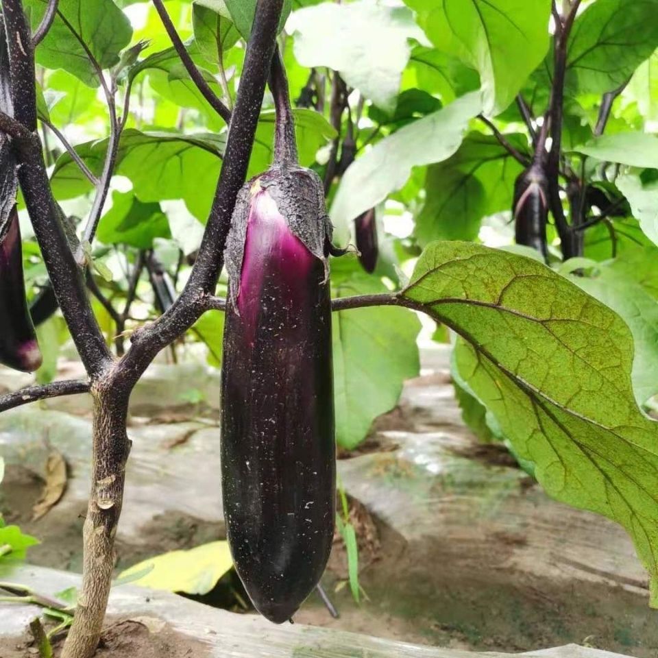 东北迷你小紫茄子水果茄子家乡老味道生吃蘸酱做蒜茄子健美菜系列东北