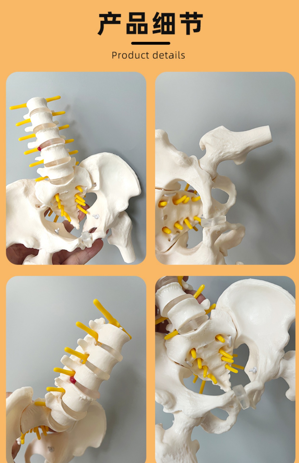 迷你女性人体小骨盆动态模型教学教具骶骨髋骨康复产科带腰椎定制11带