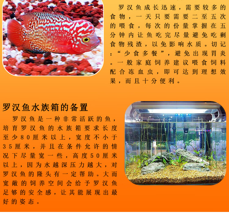 秋颖泰国进口罗汉鱼苗古典金花活体鸿运退沙亚成火凤凰德萨爆头风水财