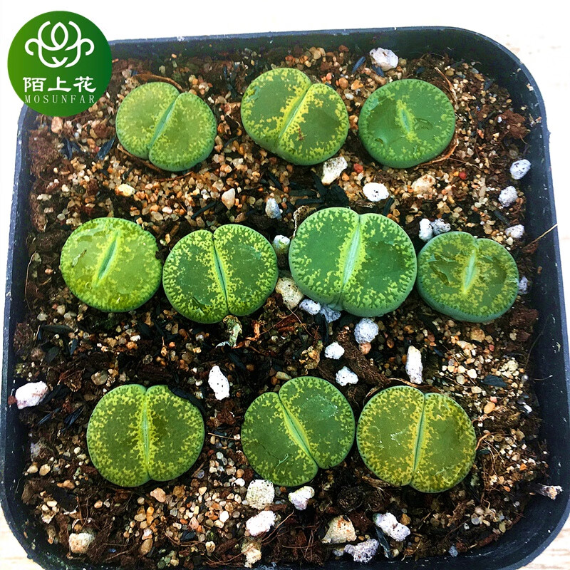 生石花组合 肉锥花多肉植物肉肉植物菊纹章绿紫勋少将口笛 菊纹章两年