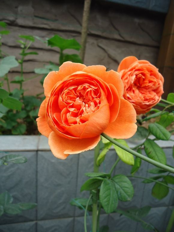 奥斯汀玫瑰【宋夏/夏日之歌】月季花苗包对版原土球发货【图片 价格