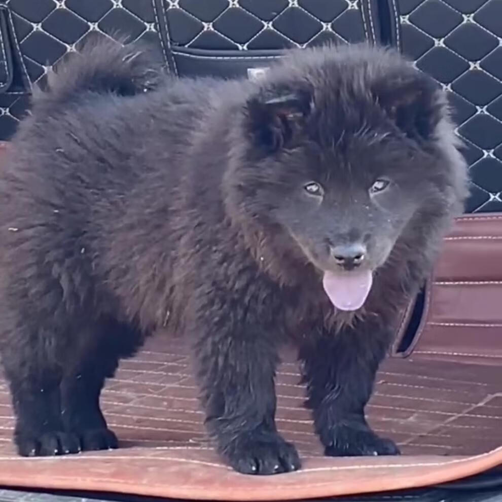 广西五黑犬中华田园犬黑狗金钱尾铁包金土猎幼犬纯种土狗看家护院