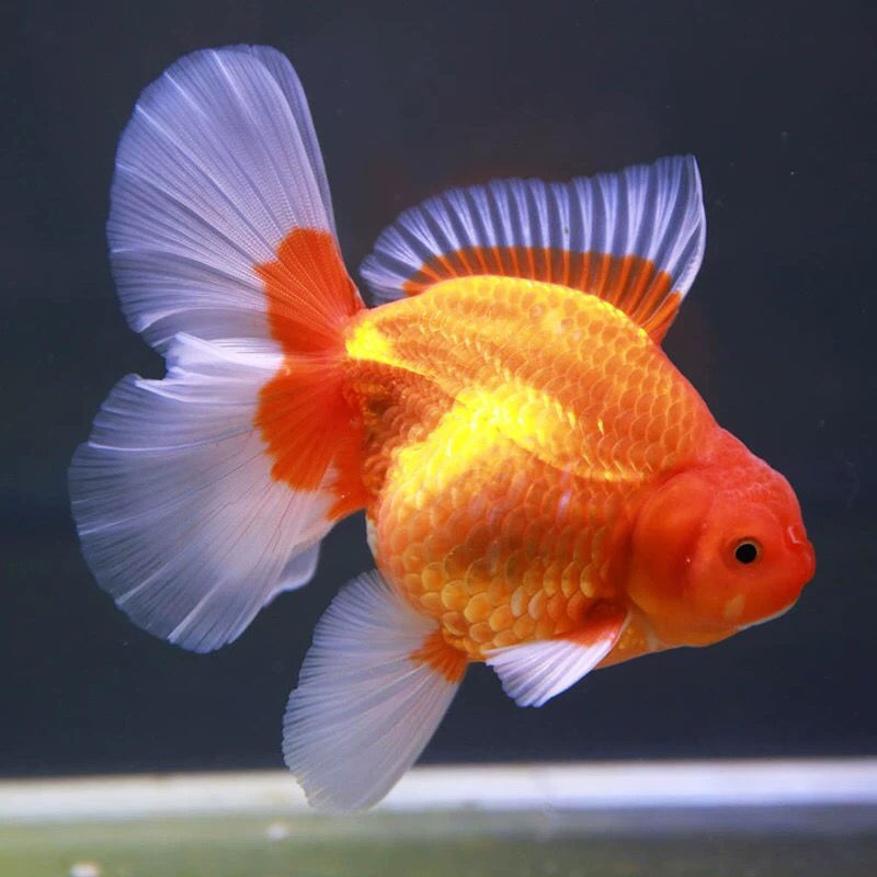 荣郁精品红泰狮金鱼活体f1巨人百褶鱼苗水族宠物金鱼冷水新疆西藏专链