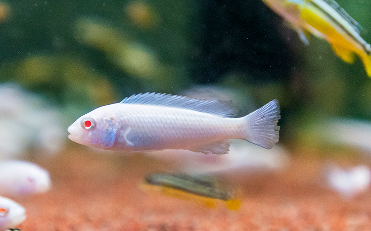 三湖慈鯛魚馬鯛非洲王子鳳凰魚活體淡水中小型耐養易活熱帶觀賞魚