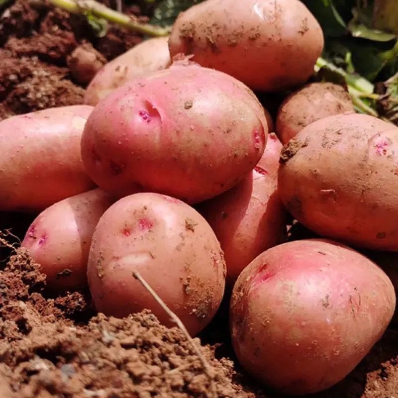 土豆新鲜现挖红皮黄心批发老品种洋芋农家自种蔬菜净重9斤精选大果
