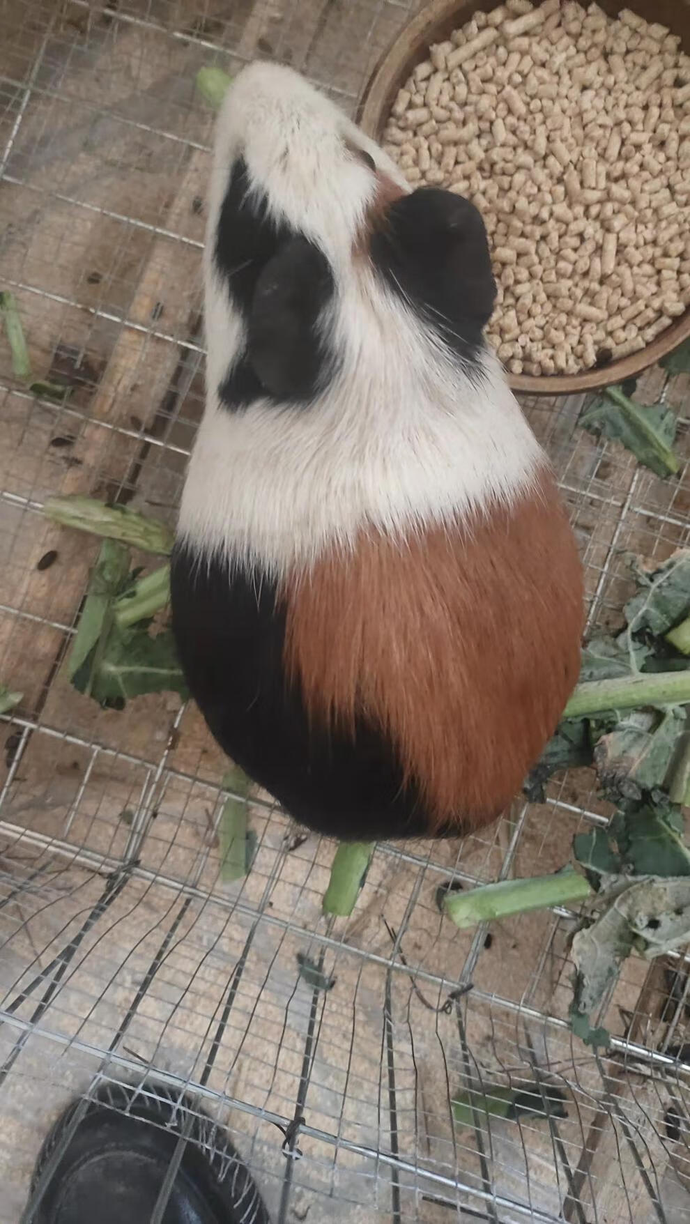 荷兰猪活体荷兰猪活物荷兰猪宠物鼠活体鼠活物荷兰兔活体幼崽 黄色