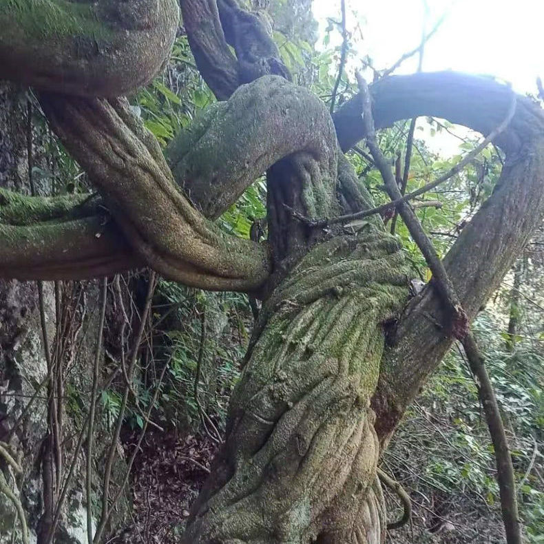 北京同仁堂内廷上用 广西野生鸡血藤老藤中药材补血鸡血藤干货泡水