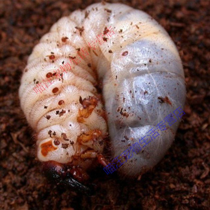 瑾伦独角仙成虫幼虫甲虫昆虫宠物新手套餐包活 【成虫用品套餐】不含