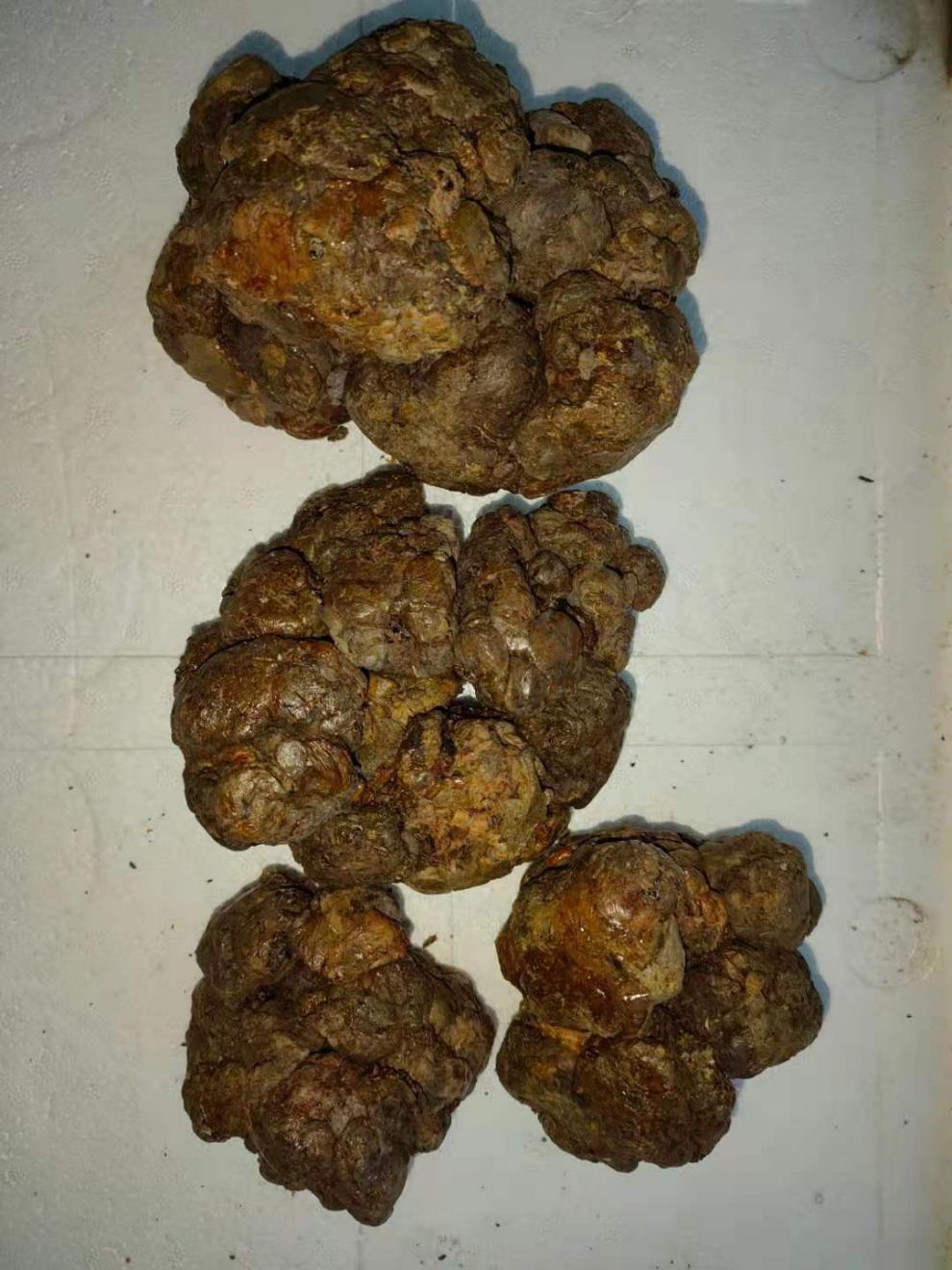 亏本卖啦蜂胶纯毛胶蜂胶原胶天然蜂胶木框采集不含重金属50克可泡酒原