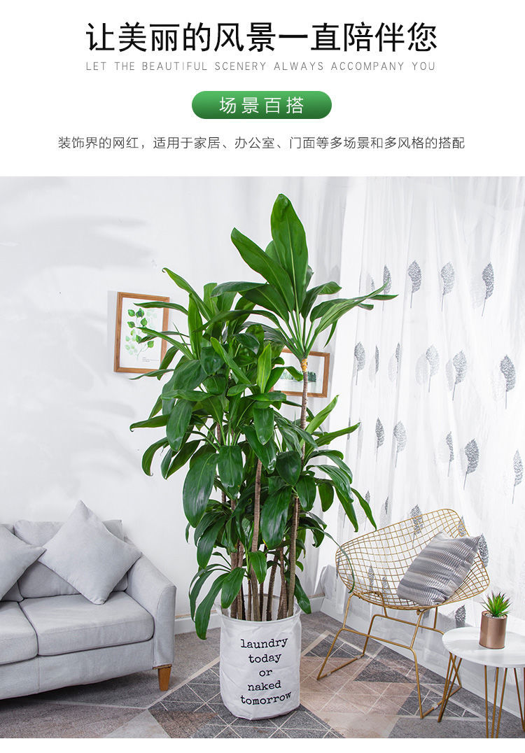 大叶青铁盆栽大型盆景植物办公室客厅观叶净空气除甲醛室内外绿植高