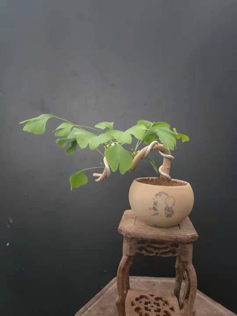 银杏新款造型盆景小桩办公桌绿植植物银杏造型盆景28带盆栽好