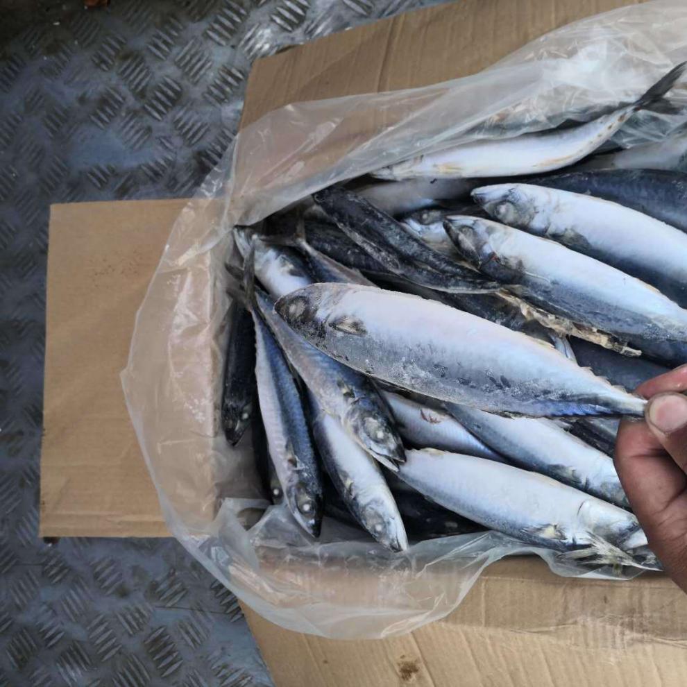 顺丰家庭版鲐鲅鱼青条鱼青占鱼3斤5斤10斤起发多地诺斯食美分享装10斤