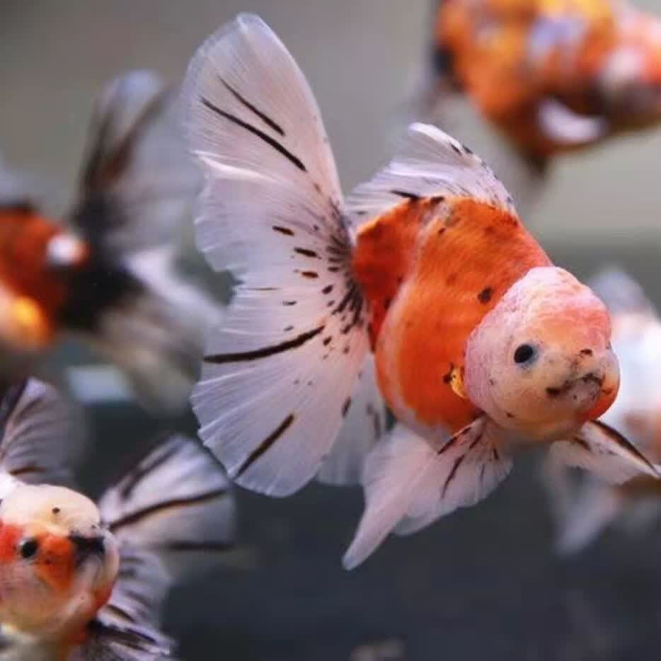 精品百褶五花泰狮(6-7cm) 2条(价格实惠)【图片 价格 品牌 报价】-京