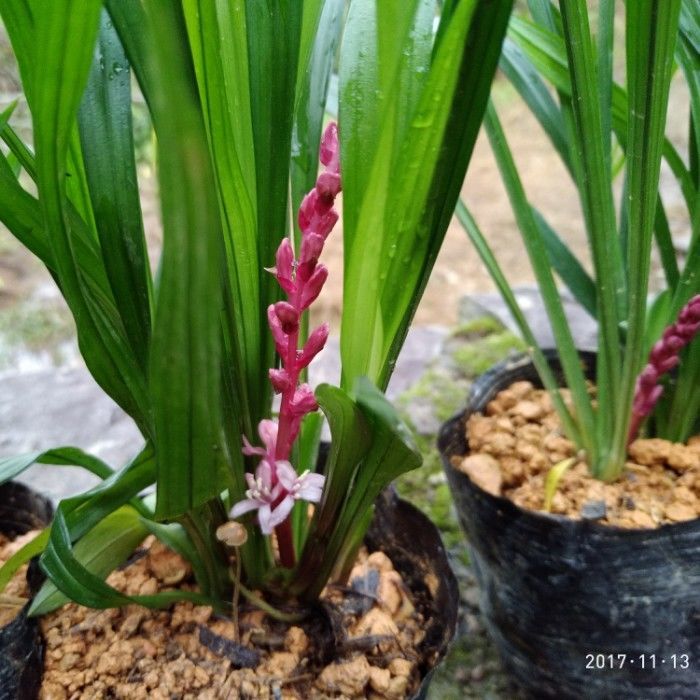 雨花蝶吉祥草观音草紫衣草室内外阳台盆栽土栽水培好养耐寒四季常青