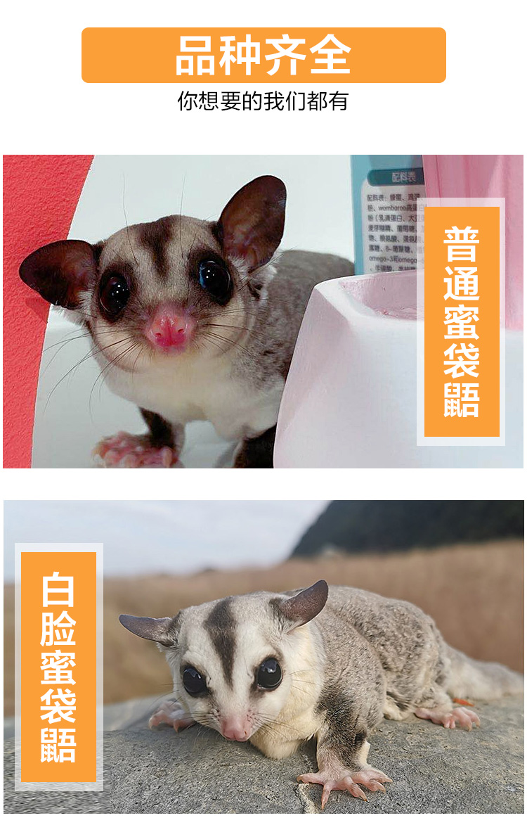 采缇采缇蜜袋鼠蜜袋鼯活体蜜袋飞鼠蜜袋鼠蜜袋鼬蜜袋鼯幼崽用品窝笼子